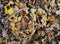 A buckets full of dried dead leaves in autumn. Gathering of dried leaves in a pile as gardening works in late autumn.