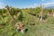 Buckets full of ripe grapes harvested during the harvest in sunny valley. Farmer`s area with vineyards.