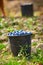 Buckets with harvested plums