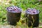 Buckets with harvested plums