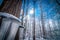 Buckets in a maple woods in March, getting ready to collect sap.