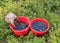 Buckets with picked blueberry berries on a fuzzy forest background, berry picking device, berry picking tools, a bucket and berry