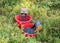 Buckets with picked blueberry berries on a fuzzy forest background, berry picking device, berry picking tools, a bucket and berry