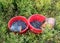 Buckets with picked blueberry berries on a fuzzy forest background, berry picking device, berry picking tools, a bucket and berry