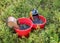 Buckets with picked blueberry berries on a fuzzy forest background, berry picking device, berry picking tools, a bucket and berry