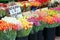 Buckets of tulips in flower shop