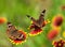 Buckeye butterflies on Indian Blanket flowers