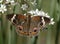 Buckeye butterfly