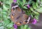 Buckeye Butterfly