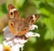 Buckeye butterfly