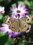 Buckeye butterfly