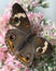 Buckeye Butterfly on Garden Flower