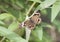 Buckeye Butterfly on a green plant