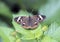 Buckeye Butterfly on a green plant