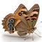 Buckeye butterfly Junonia coenia. Beautiful Butterfly in Wildlife. Isolate on white background