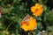 Buckeye Butterfly on Orange Flower