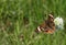 Buckeye Butterfly on Wildflower Border