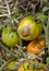 Buckeye Rot Of Tomato Plants