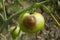 Buckeye Rot Of Tomato Plants