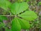 Buckeye tree leaf closeup