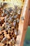 Buckfast queen bee marked with green dot in bee hive