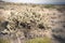 Buckhorn Cholla Cactus