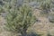 Buckhorn Cholla Cylindropuntia Acanthocarpa in the Sonoran Desert, Mohave County, Arizona USA