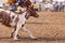 Bucking Bronc Horse Being Led By Cowboys From Arena Of Rodeo
