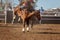 Bucking Bronc Horse At Country Rodeo