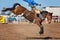 Bucking Bronc Horse At Country Rodeo