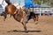 Bucking Bronc Horse At Country Rodeo