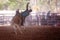 Bucking Bull With Cowboy Rider At An Indoor Country Rodeo