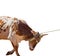 A Bucking Calf On A White Background