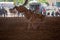 Bucking Horse At Indoor Rodeo