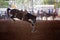Bucking Horse At Rodeo