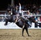 Bucking Rodeo Horse