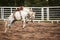 Bucking saddled white horse