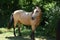 Buckskin Equine standing near woods in the summer.