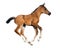 Buckskin foal isolated