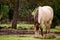 Buckskin horse eating grass