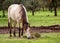 Buckskin horse eating grass