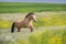 Buckskin horse free run in flowers
