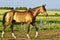 Buckskin horse walks on a green field