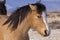 Buckskin Mustang with Black Mane