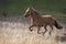 Buckskin Mustang Horse Galloping Through Tall Grass