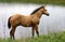 Buckskin Paint Colt at Pond