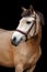 Buckskin pony portrait on black background