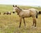 Buckskin Quarter Horse Foal