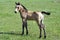 Buckskin quarter horse foal