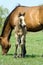 Buckskin quarter horse foal